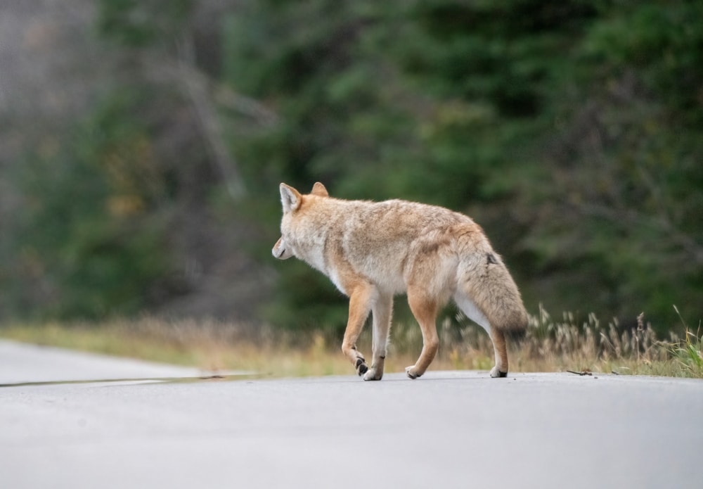 Wild Coyote Prairies Canada Saskatchewan On The Hunt