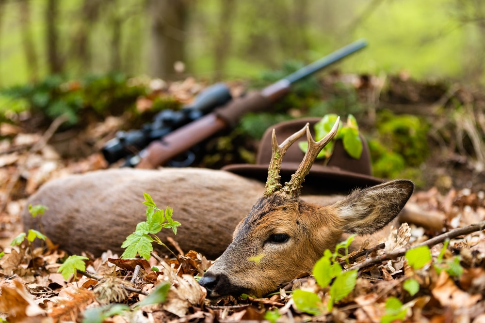 A Successful Roe Buck Hunting