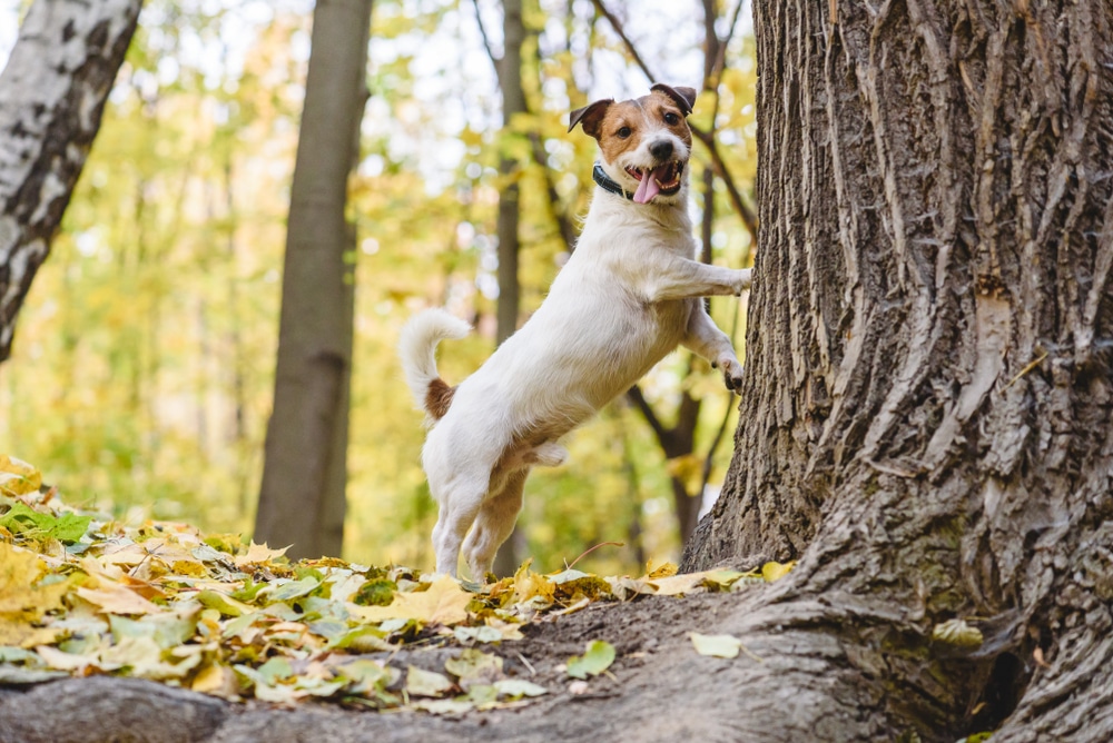 Dog Tired To Chase Cat Or Squirrel Standing Under Tree