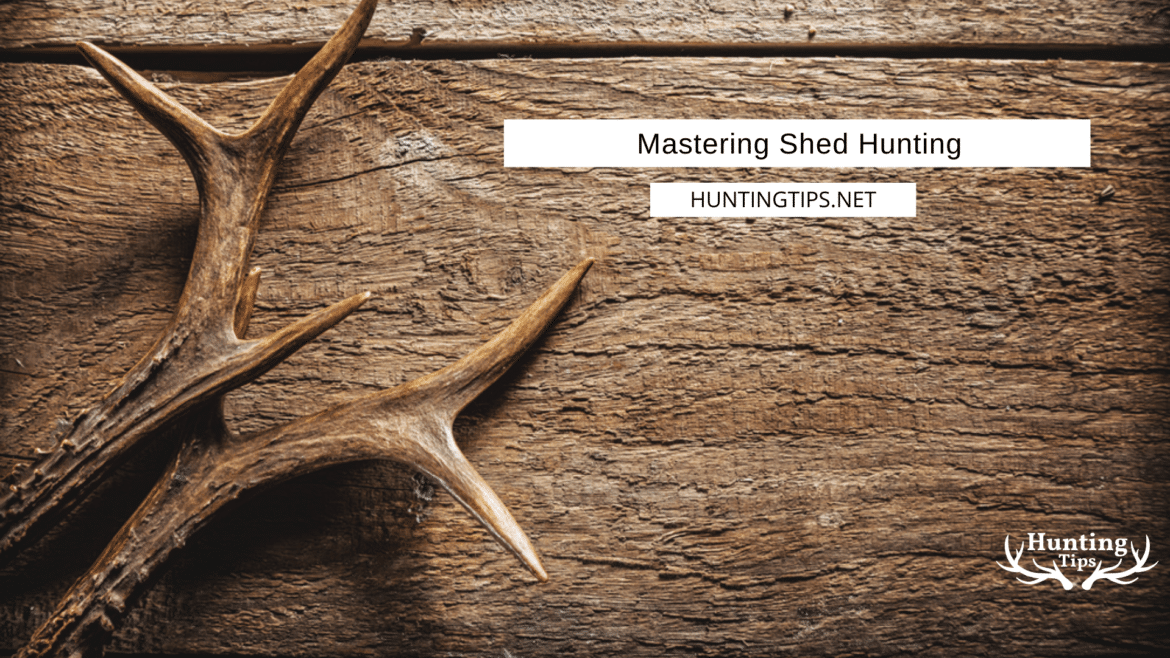 Mastering Shed Hunting Mastering Shed Hunting