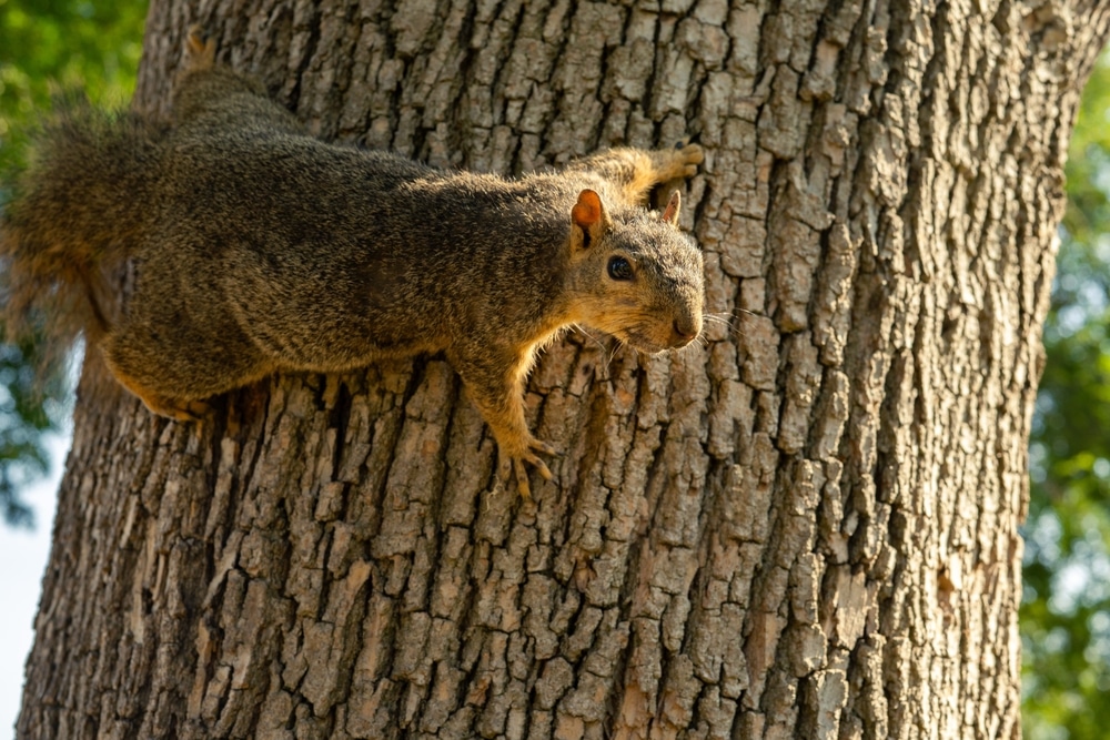 Tree Squirrel Portrait Close Up Animal And Nature Concept