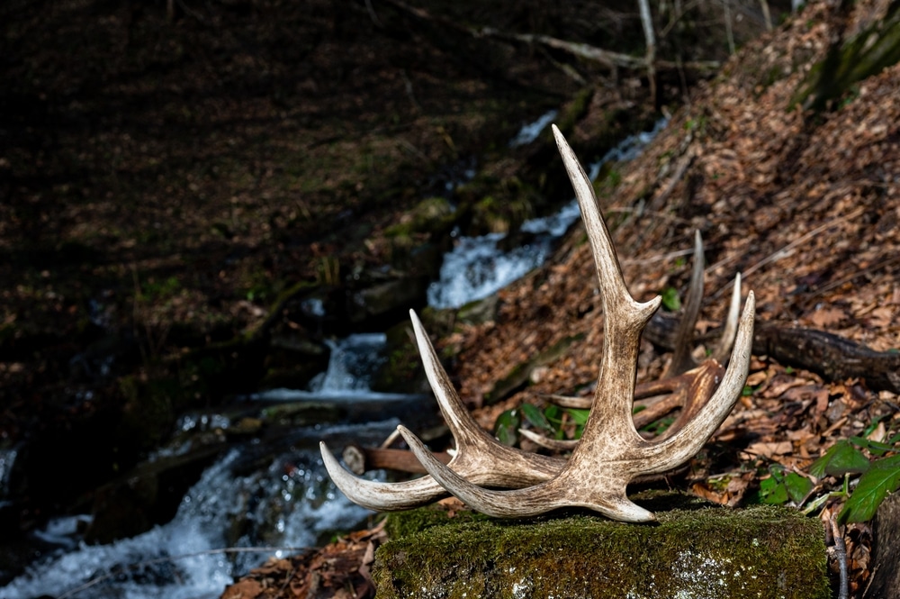 A Set Of Huge Red Deer Antler Sheds Beautiful Natural