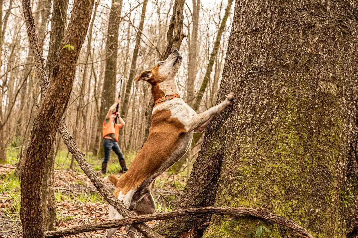 a hunter is hunting squirrel along with his dog