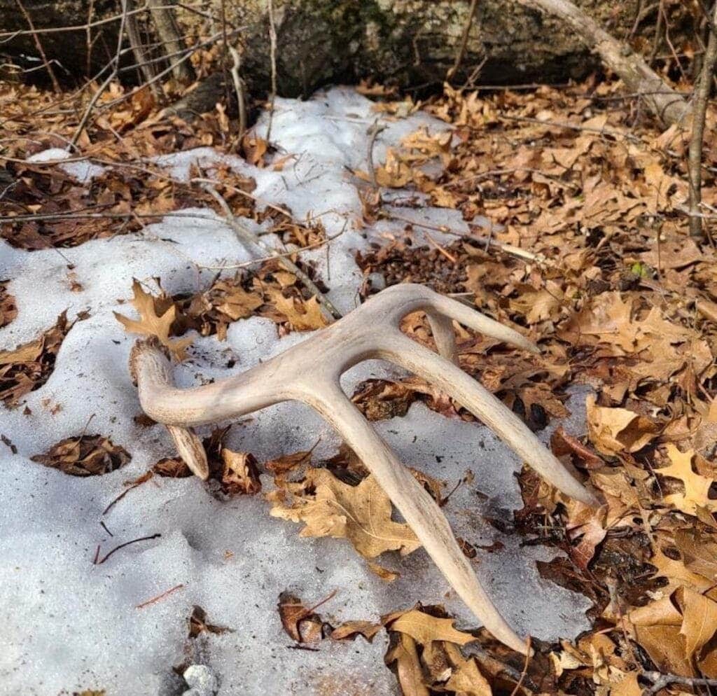 a sheded horn in a snowy leaves