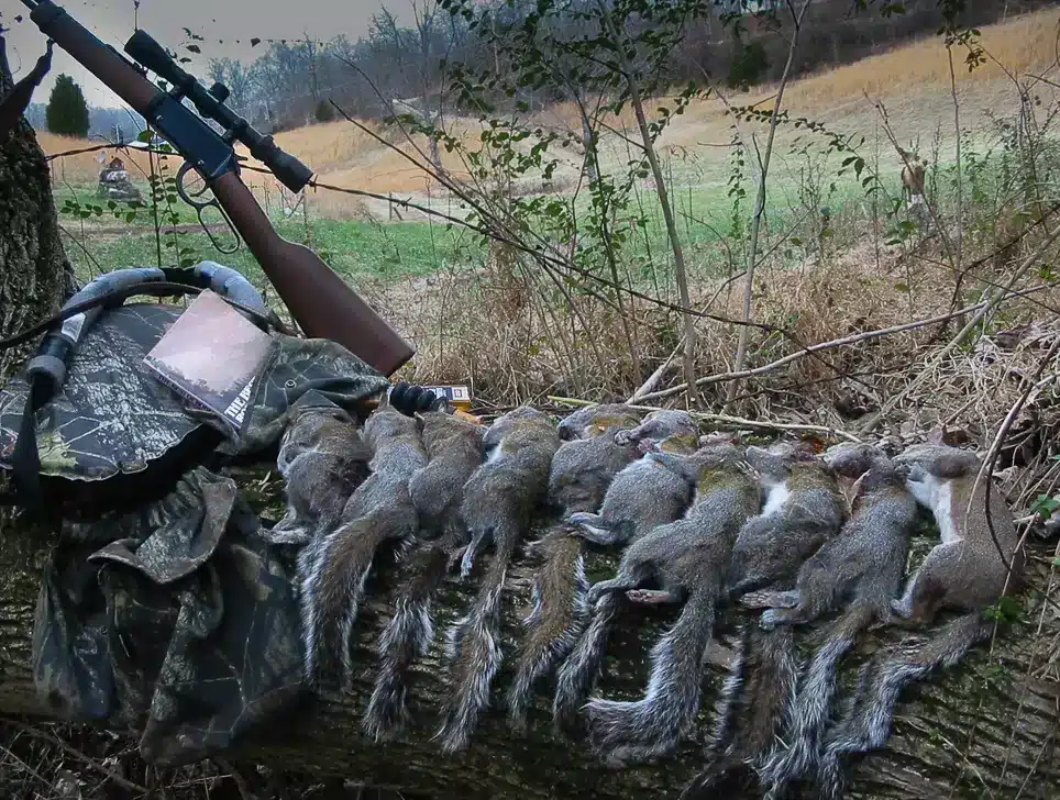 hunted squirrels along with hunting gears on a branch of tree