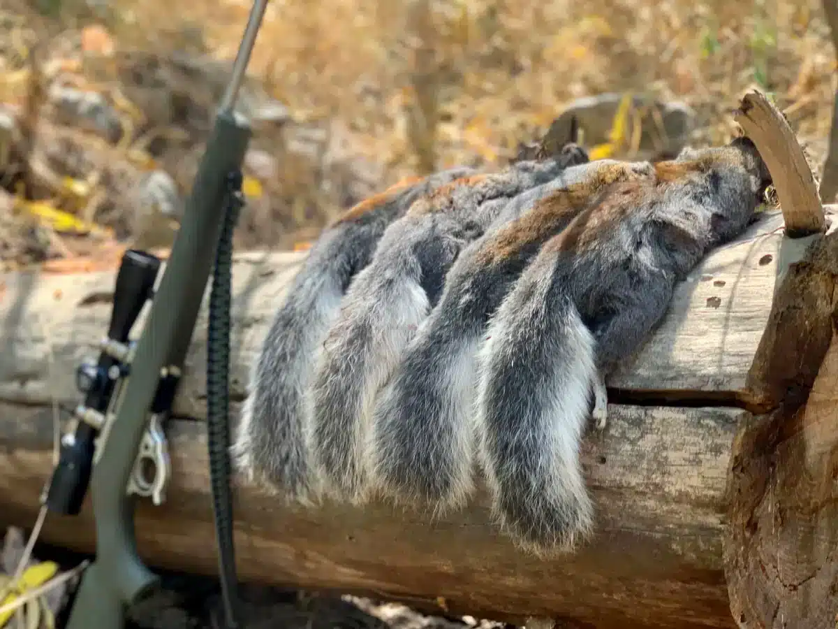 hunted squirrels along with hunting gun on a branch of a tree