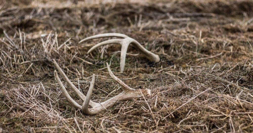 shedded horns on dried grass