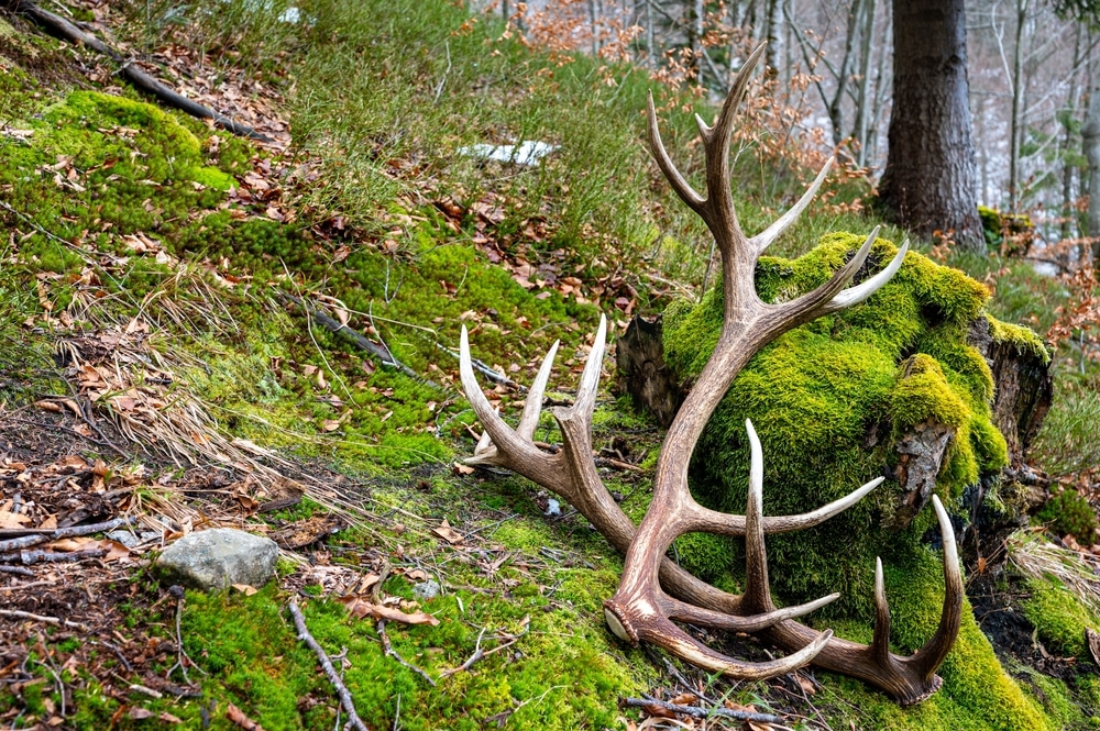 A Set Of Huge Red Deer Antler Sheds Beautiful Natural