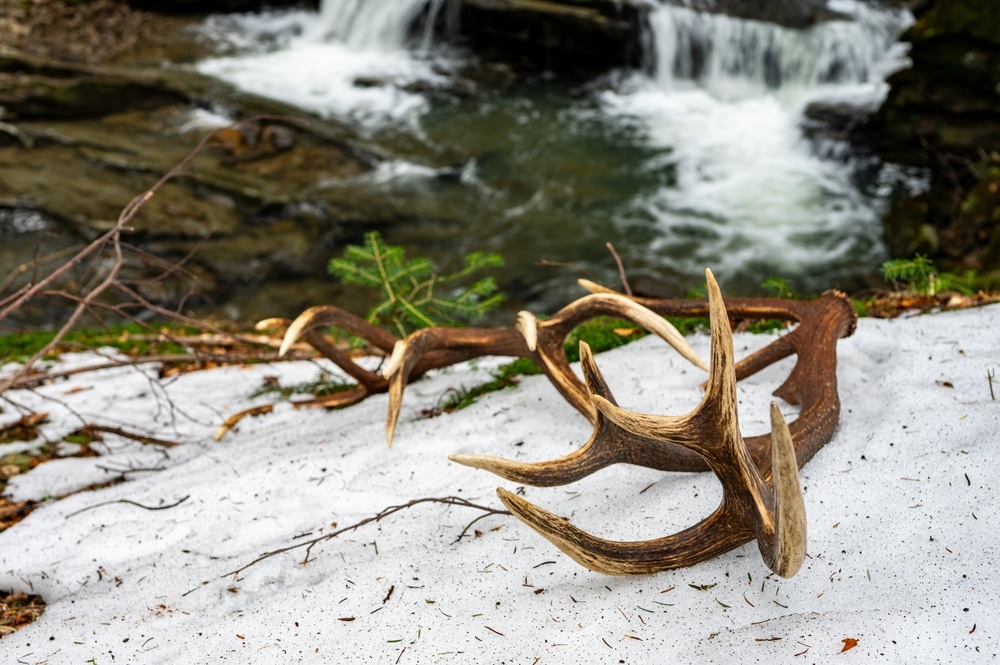 Red Deer Antler Sheds At The Forest Stream Tranquility Forest