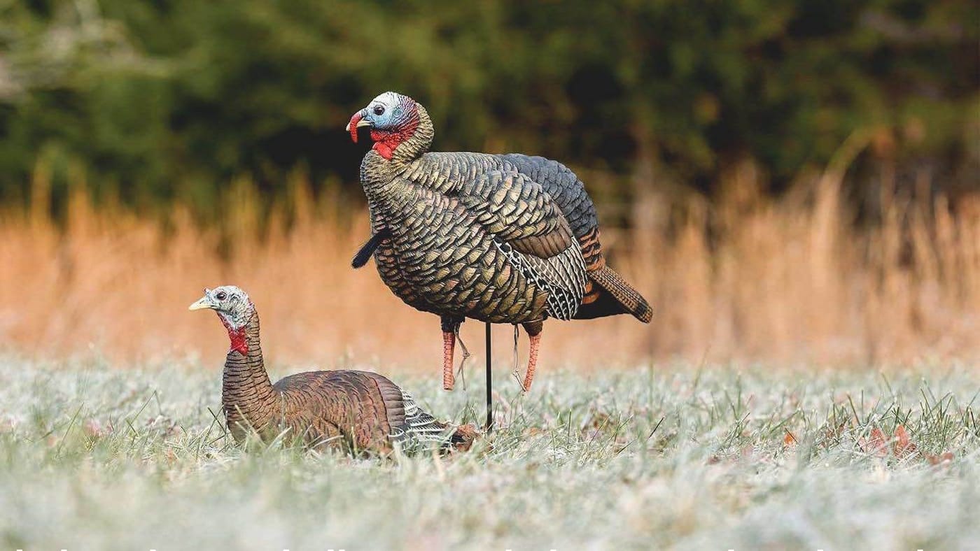 turkey decoys