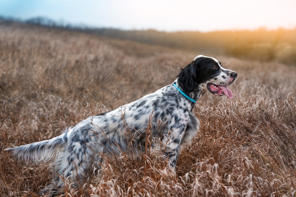 A Charming White And Black Hunting Dog