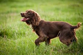 Boykin Spaniel 