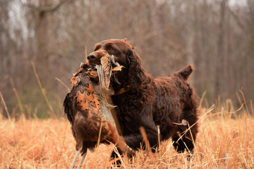 Boykin Spaniel Pheasant Hunting Tennessee