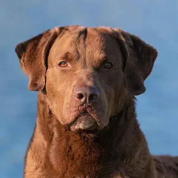 Chesapeake Bay Retriever