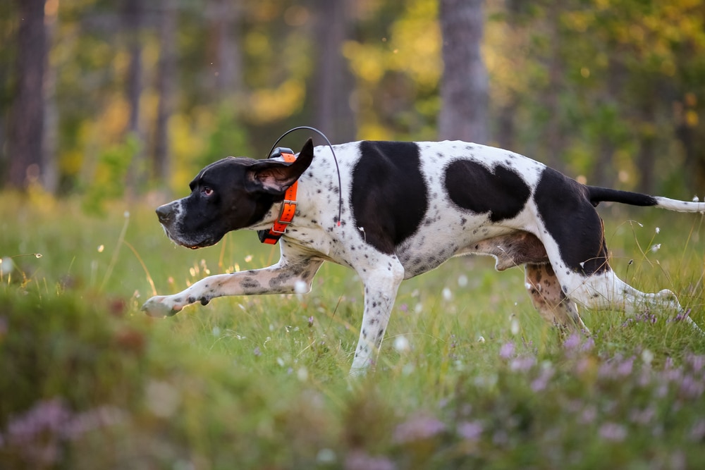 Dog English Pointer Running In The Sunny Summer Forest With