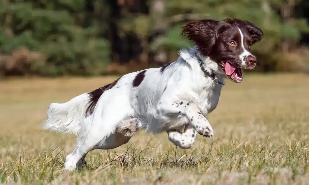 English Pointer 