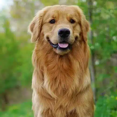 Golden Retriever 