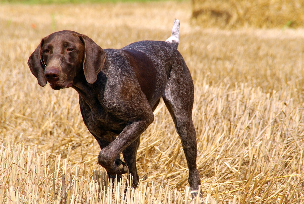 Portrait Of German Shorthaired Pointer Dog In Outdoors