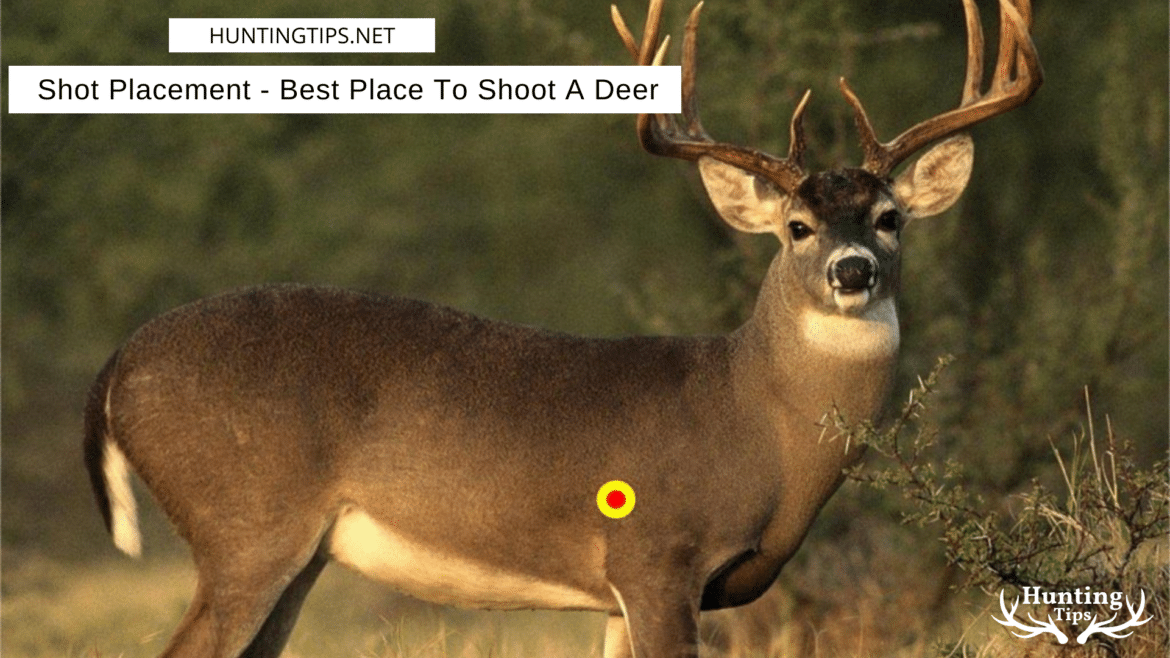 Shot Placement Best Place To Shoot A Deer