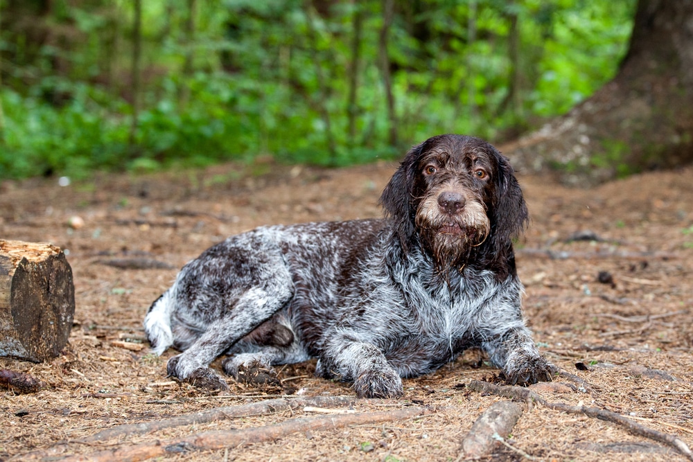 The Dog Breed German Wirehaired Pointer Drathaar In A Forest