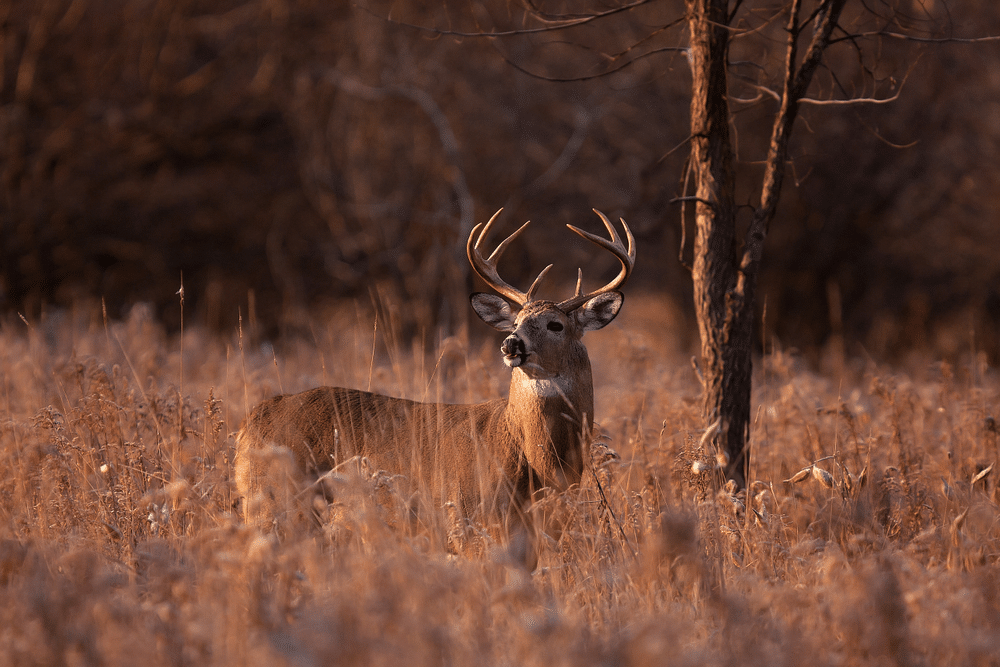 a deer in the forest 