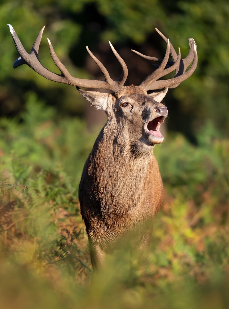 Close up Of A Red Deer Stag Calling During The Rut