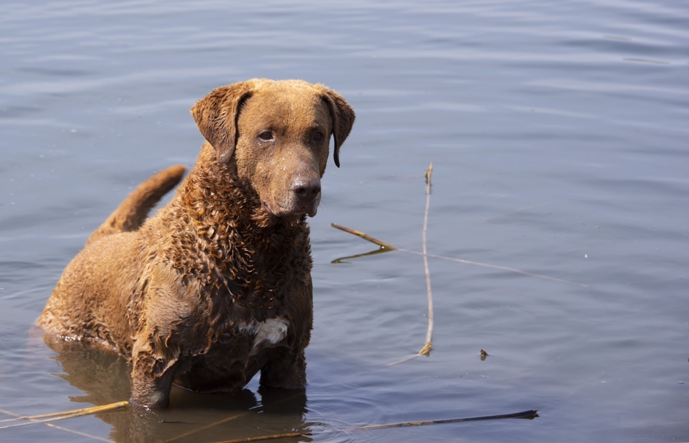 Chesapeake Bay Retriever In The Water