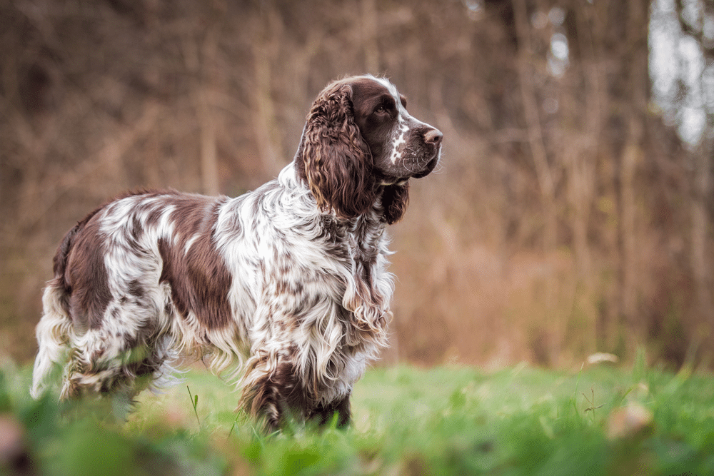 english springer spaniel standing