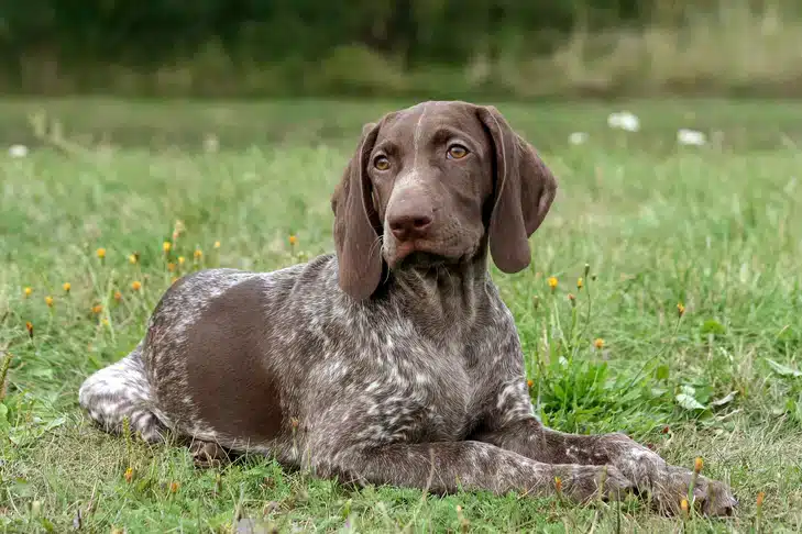 German Shorthaired Pointer puppy laying down in the grass