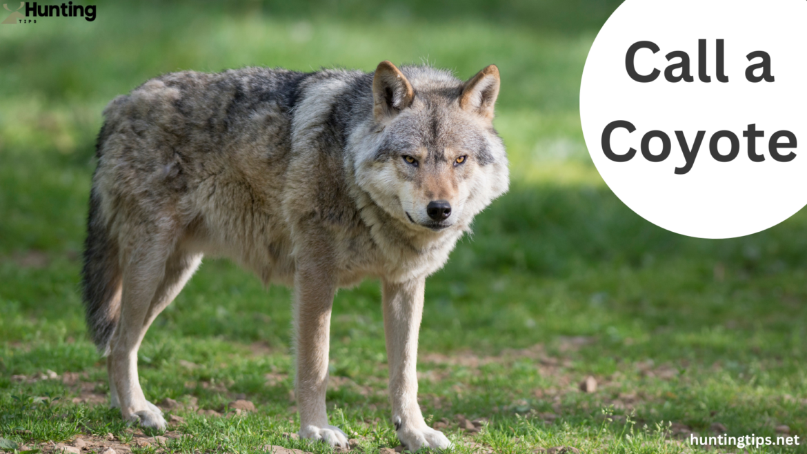 Call a Coyote