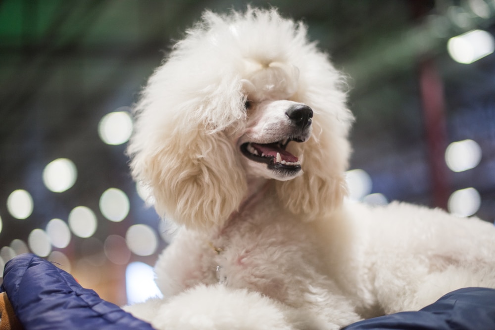 Groomed White Cute Poodle With Curly Fur Close Up Muzzle