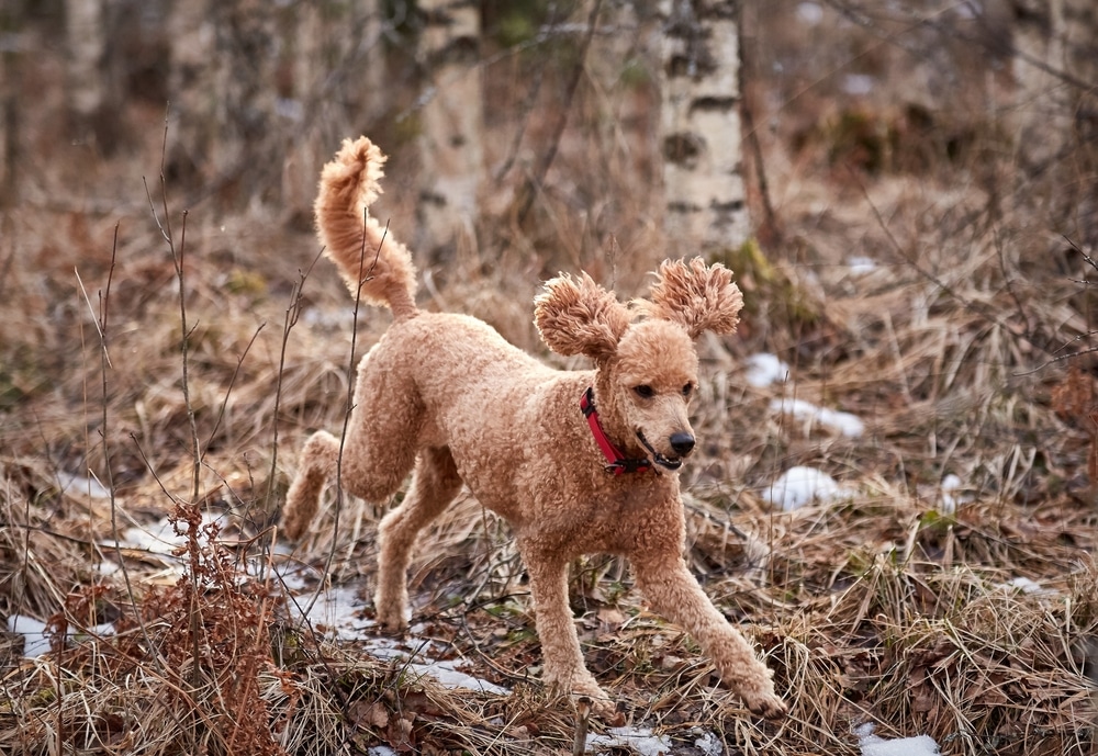 Standard Poodle Running On Icy Forest Path In Springtime