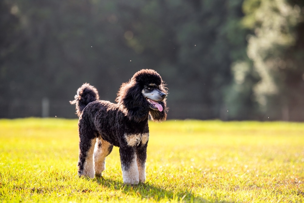 Standard Phantom Poodle Enjoying A Pasture At Sunset Young Groomed