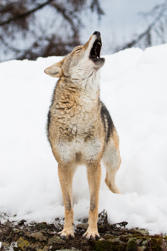 Coyote Howling In The Snow