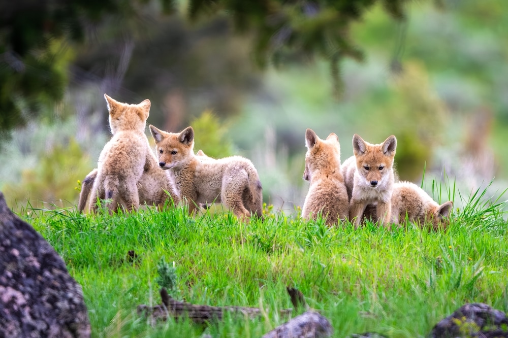 Coyote Puppies Being Playful At Yellowstone National Park