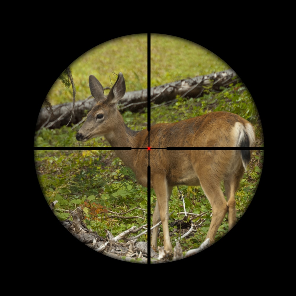 Young Roe Deer Calf Being Targeted By A Hunter With