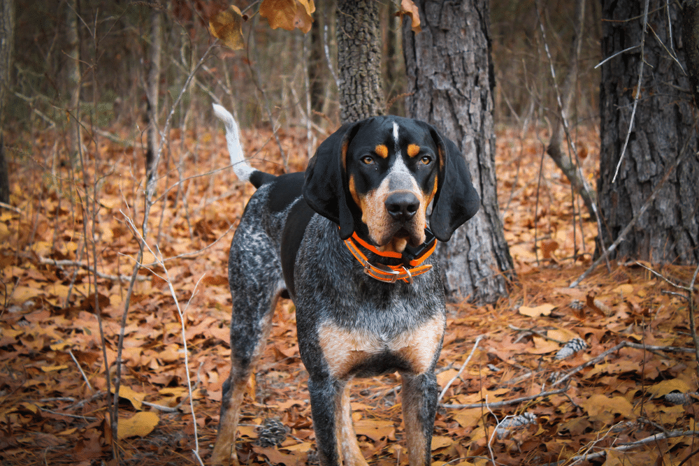 Bluetick coonhound standing by the woods