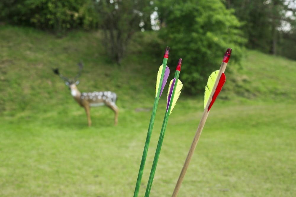 Bow Hunting Target Deer Arrows On Focus