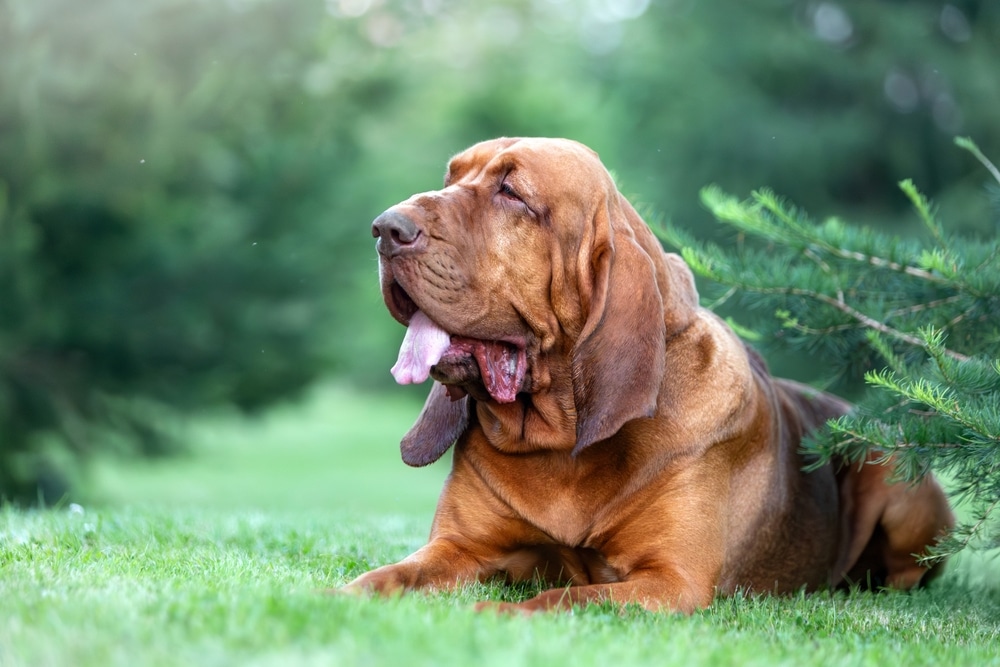 Close up Portrait Of A Brown Bloodhound Lying In Green Grass