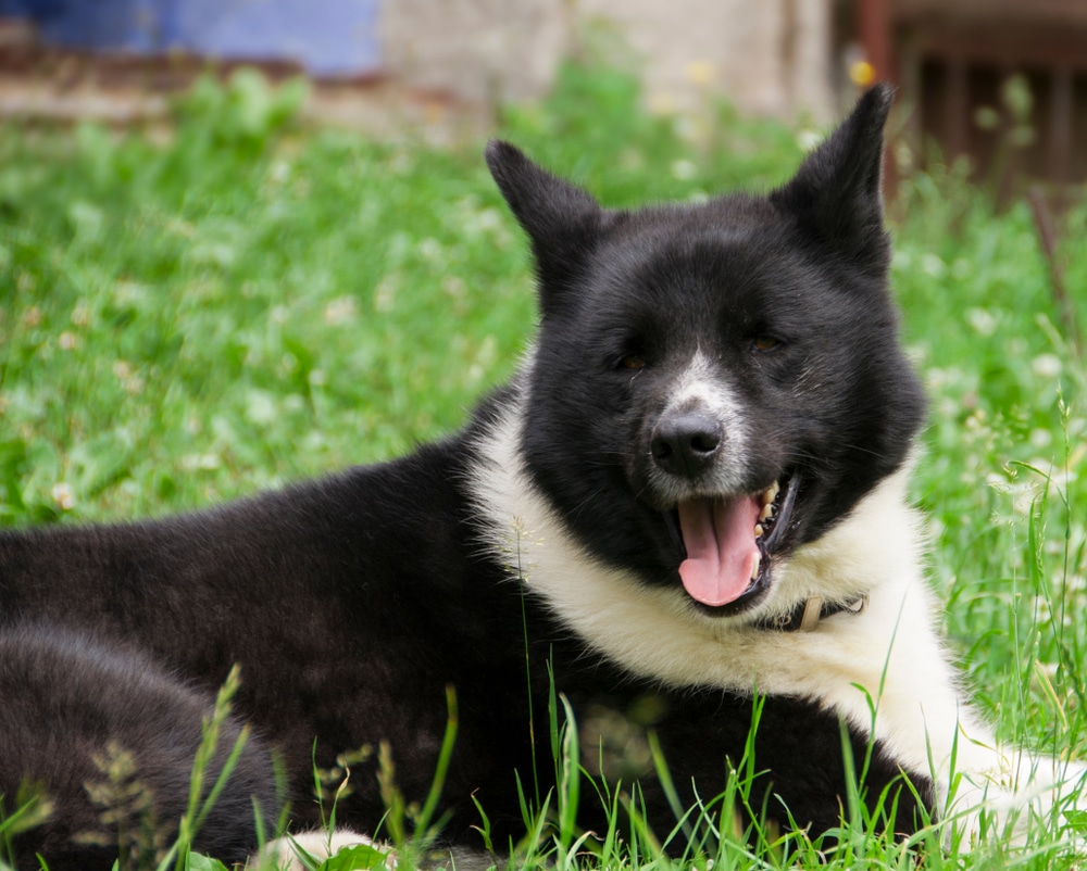 Karelian Bear Dog