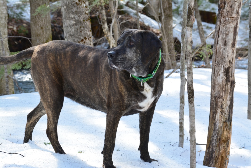 Plott Hound In The Woods In New Hampshire