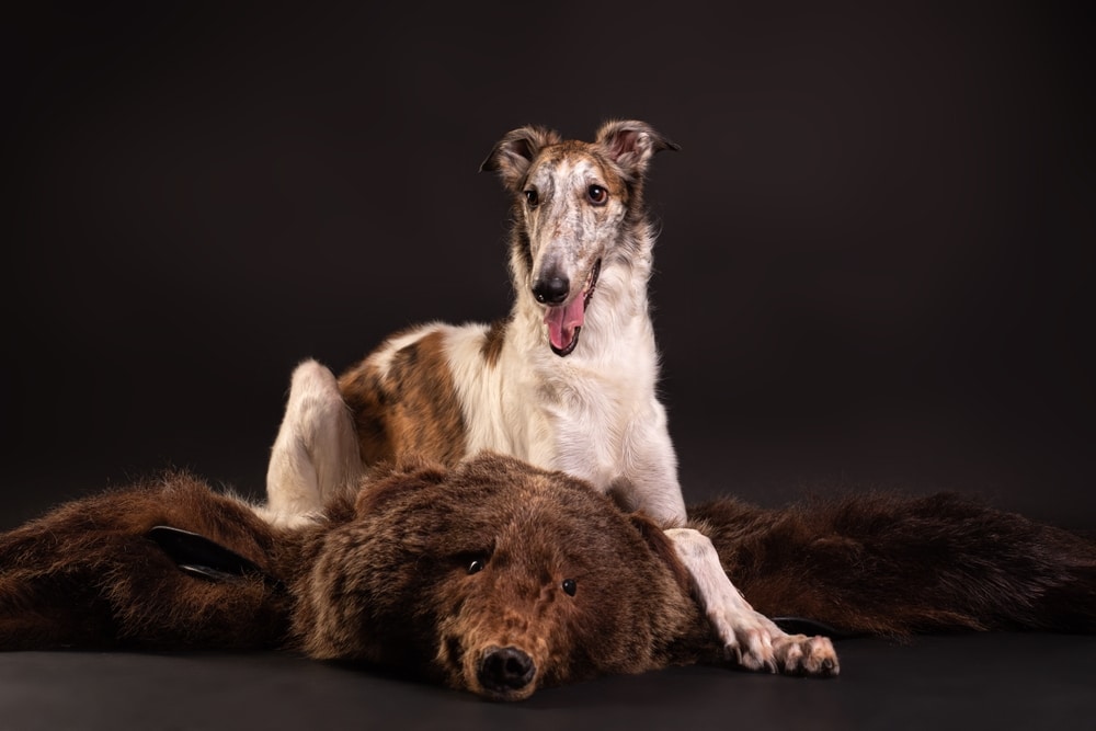 A Russian Greyhound Is Lying On The Skin Of A